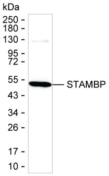 STAMBP
